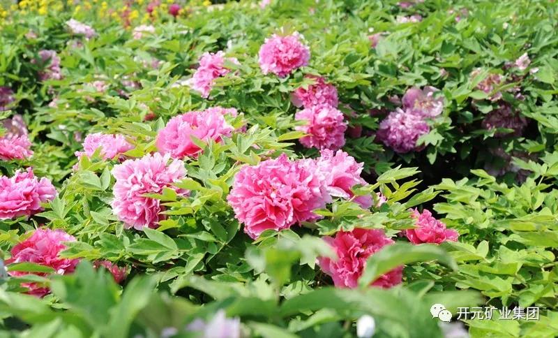 開(kāi)元恭迎八方客，盛情盡在迪尼斯